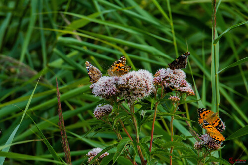 Butterfly_0742.jpg