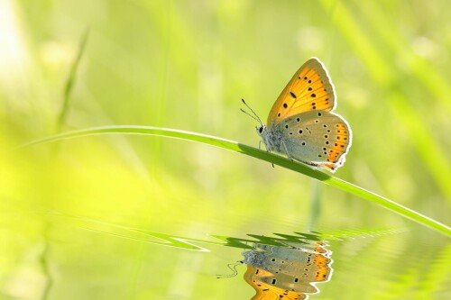 Butterfly_0863.jpg