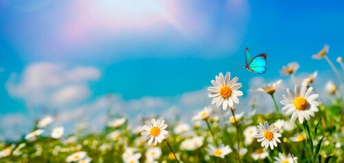 Butterfly_0935.jpg