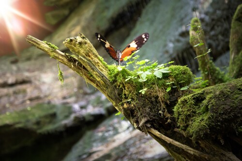 Butterfly_0941.jpg