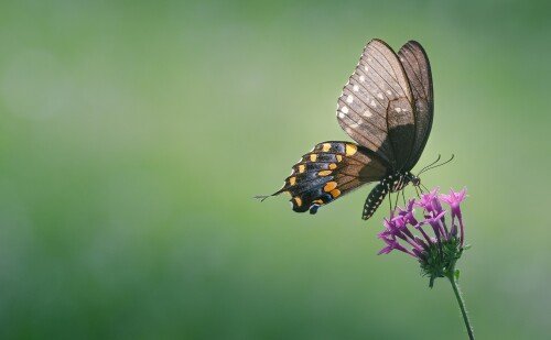 Butterfly_1194.jpg