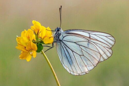 Butterfly_1220.jpg