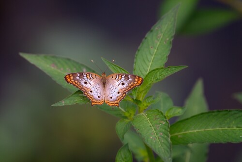 Butterfly_1365.jpg