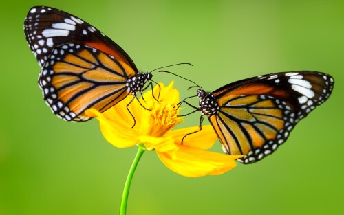 Butterfly_1410.jpg