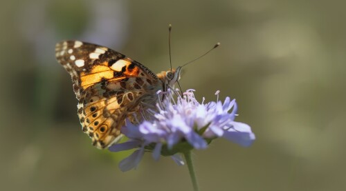 Butterfly_1621.jpg