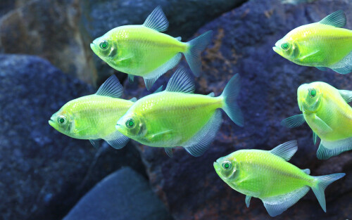 Fish_1_0334.jpg