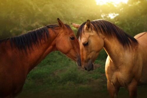Horse_1_0835.jpg