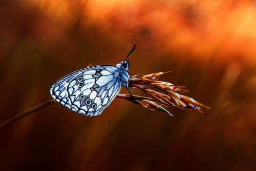 Insect_1_0567.jpg