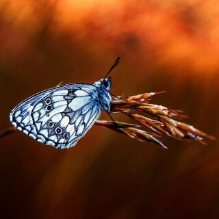 Insect_1_0567