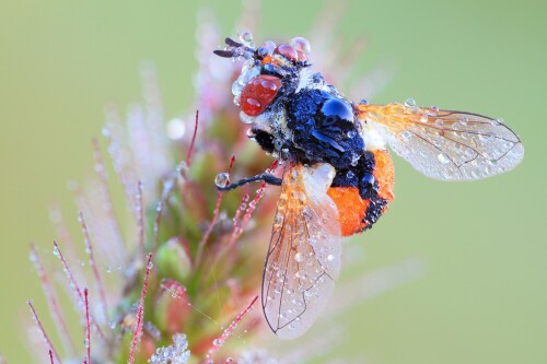 Insect_1_1071.jpg