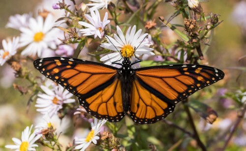 Insect_1_1094.jpg
