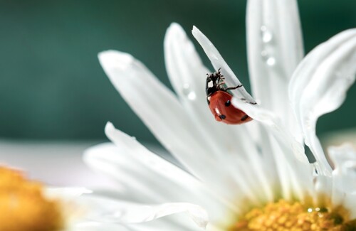 Insect_1_1155.jpg