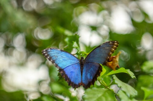Insect_1_1212.jpg