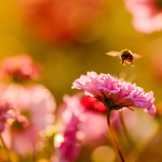 Insect_1_1357