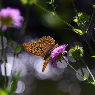 Insect_1_1407