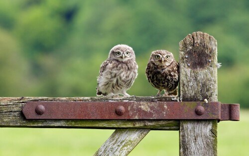 Owl_1_0734.jpg