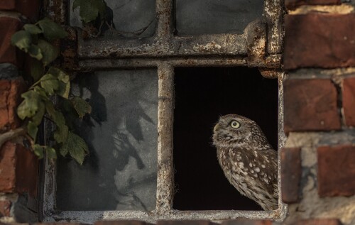 Owl_1_0737.jpg