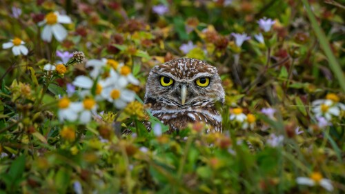 Owl_1_0800.jpg