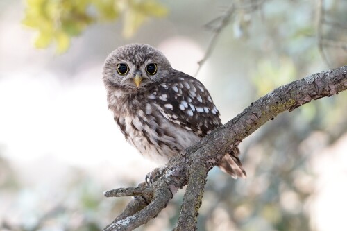Owl_1_0806.jpg