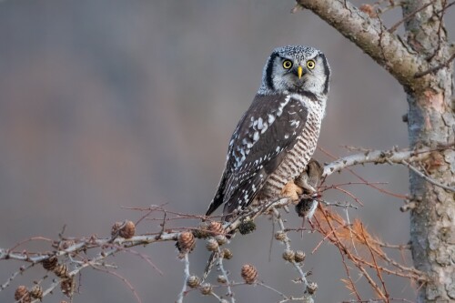 Owl_1_0815.jpg