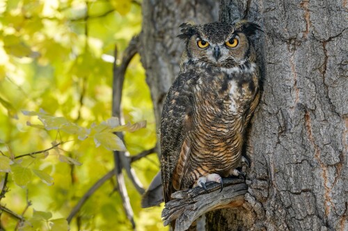Owl_1_0854.jpg