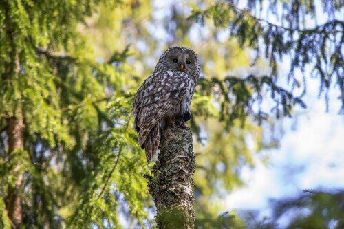 Owl_1_0861.jpg
