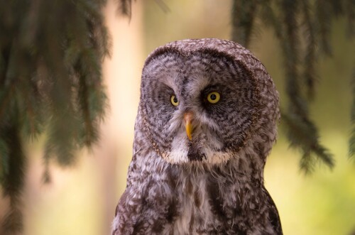 Owl_1_0878.jpg