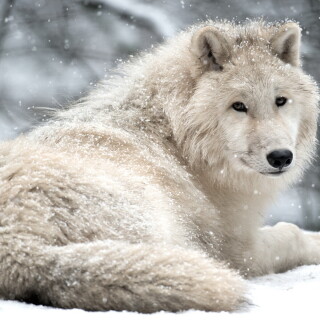 Wolf_1_0011