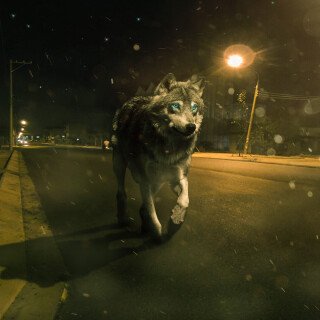 Wolf_1_0027