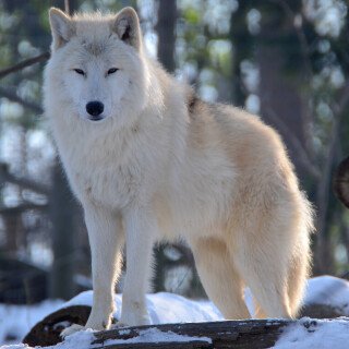 Wolf_1_0043