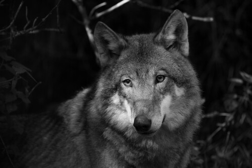 Wolf_1_0134.jpg