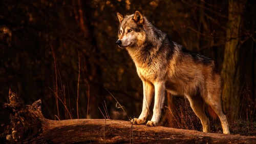 Wolf_1_0138.jpg