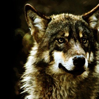 Wolf_1_0245