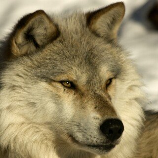 Wolf_1_0255