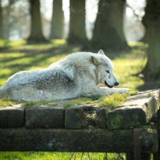 Wolf_1_0318