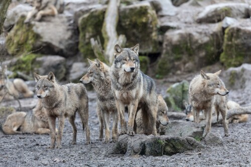 Wolf_1_0372.jpg