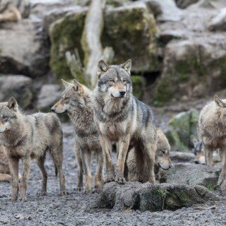 Wolf_1_0372