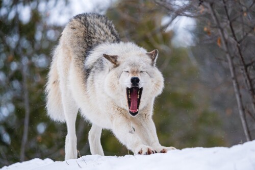 Wolf_1_0476.jpg
