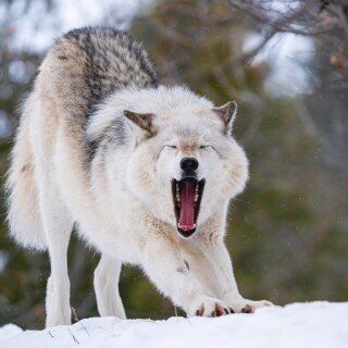 Wolf_1_0476
