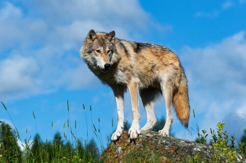 Wolf_1_0537.jpg
