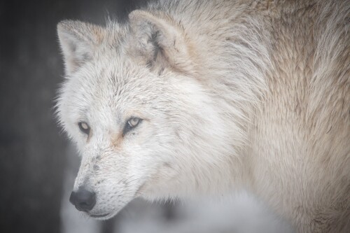 Wolf_1_0573.jpg