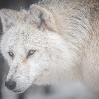 Wolf_1_0573