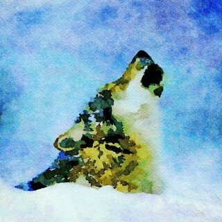 Wolf_1_0592