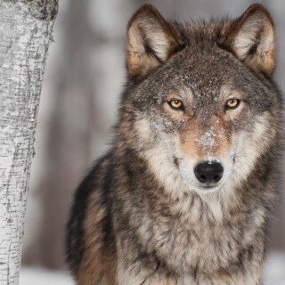 Wolf_1_0668