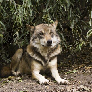 Wolf_1_0758