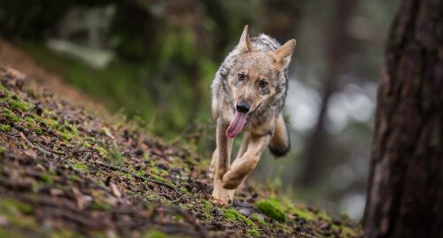Wolf 1 0764