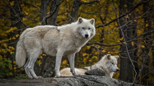 Wolf_1_0812.jpg