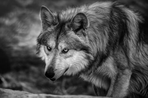 Wolf_1_0813.jpg