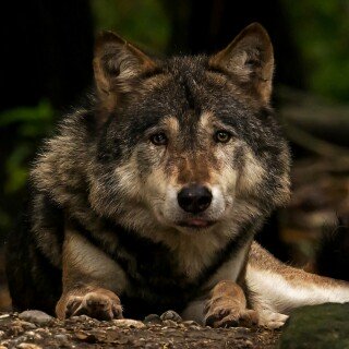 Wolf_1_0816
