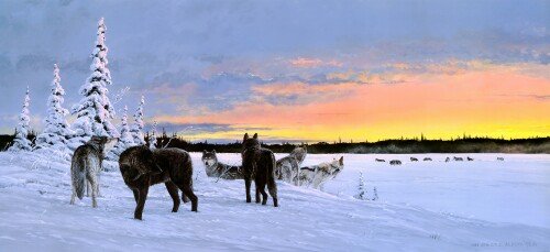Wolf_1_0826.jpg